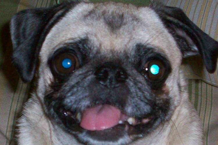 CinderellaPug