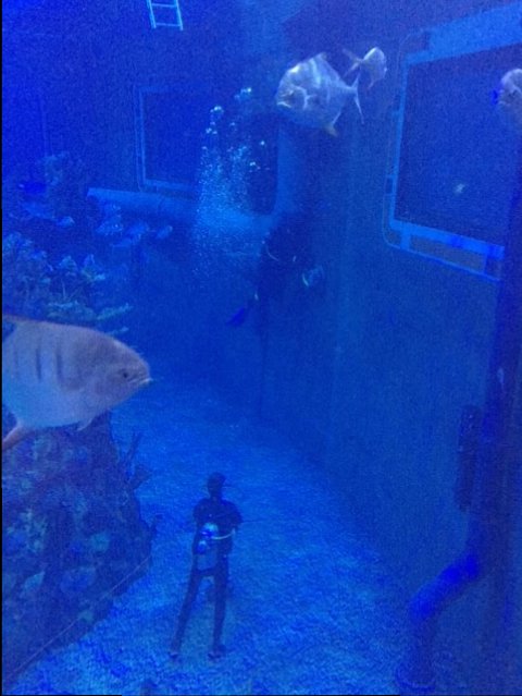 Cleaning The Tank  - Epcot 09-06-2017