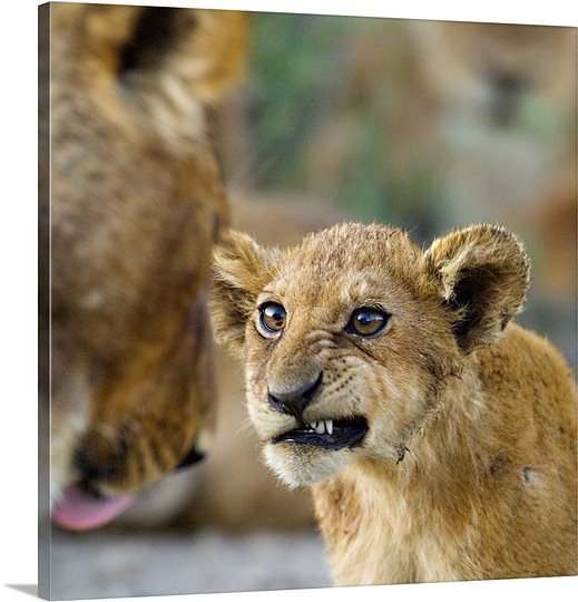 close-up-of-a-lion-cub-ngorongoro-conservation-area-arusha-region-tanzania-