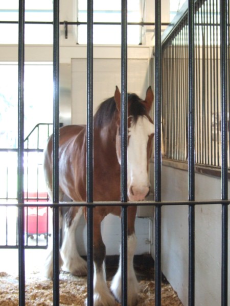 Clydesdale at Busch Gardens