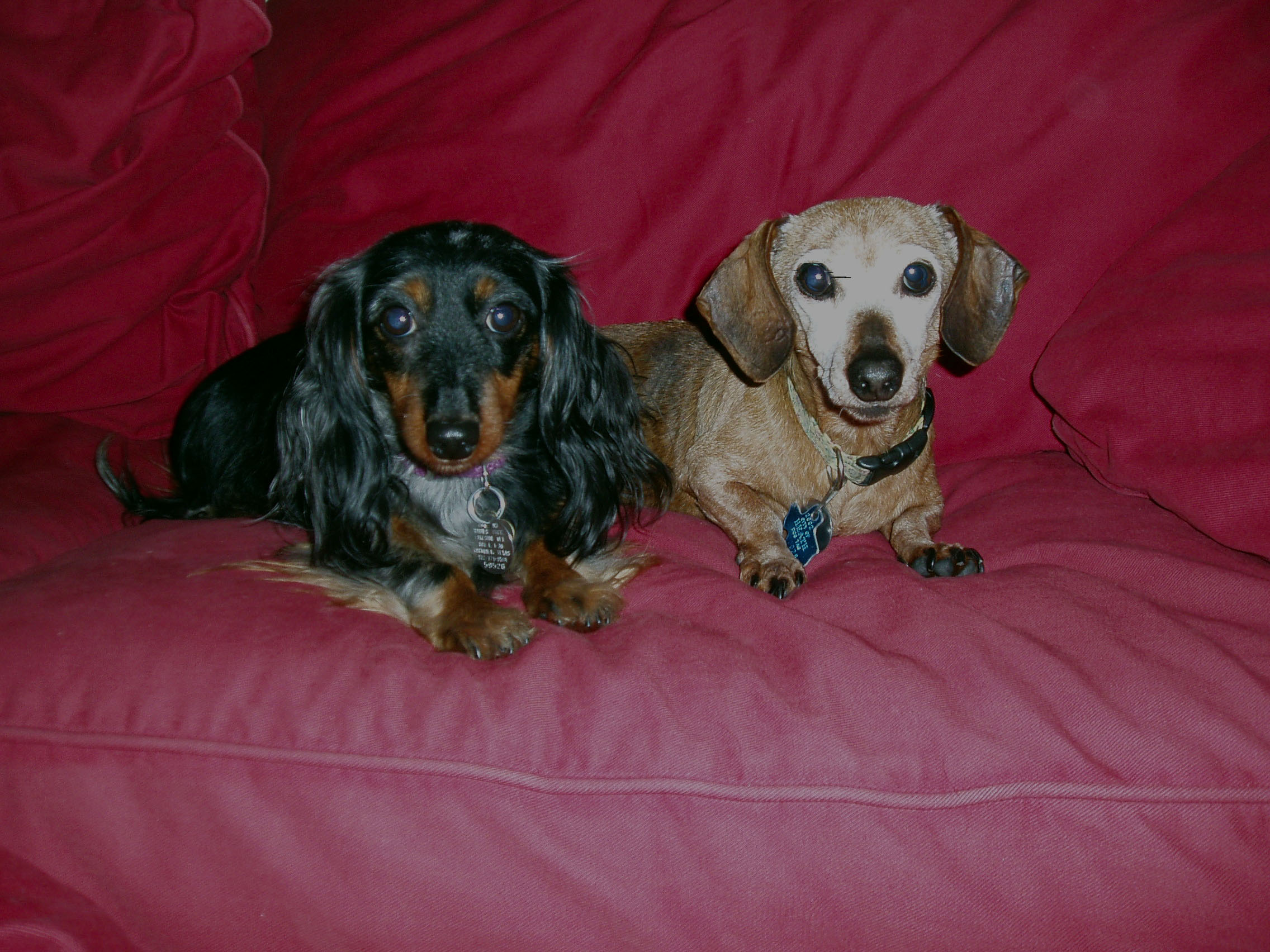 Coco & Fidget