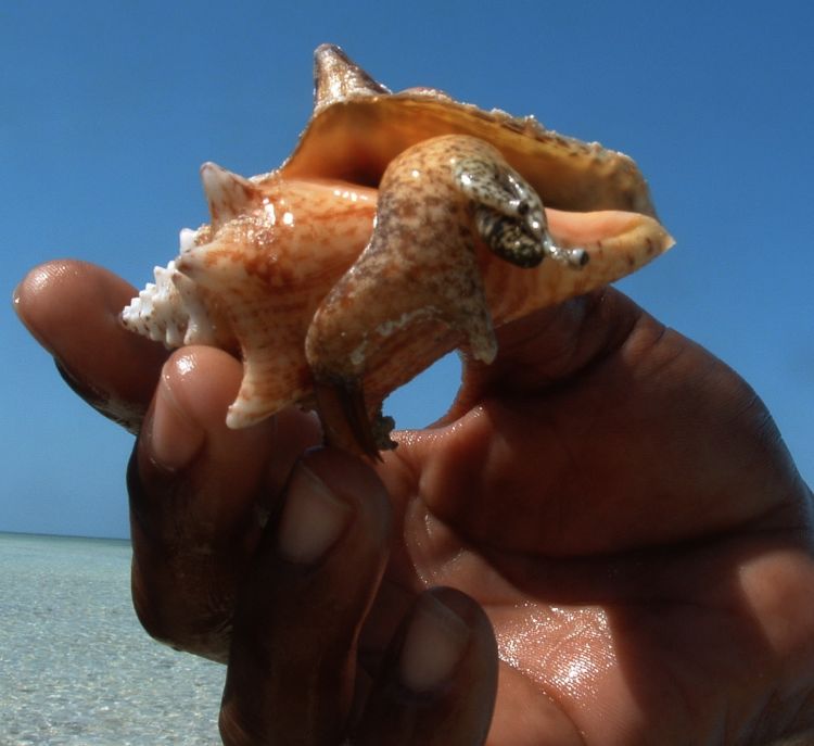 Conch