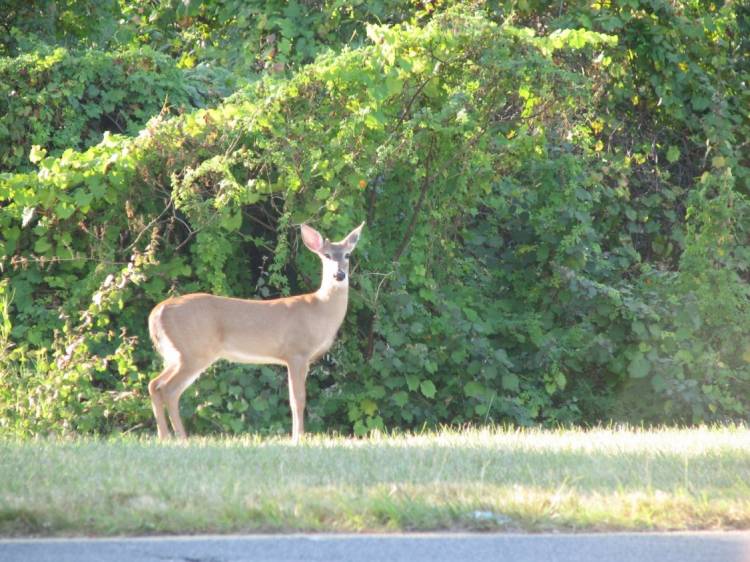 Contemporary Wildlife