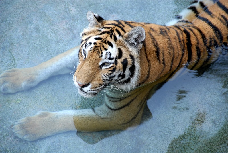 Cool Tiger