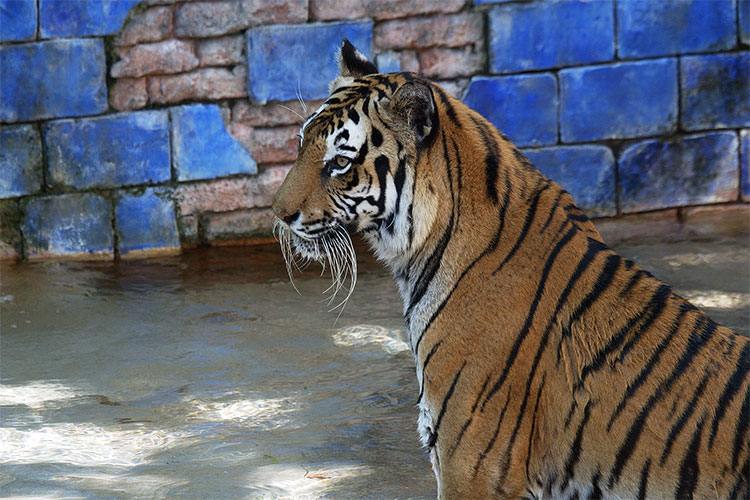 Cool tiger