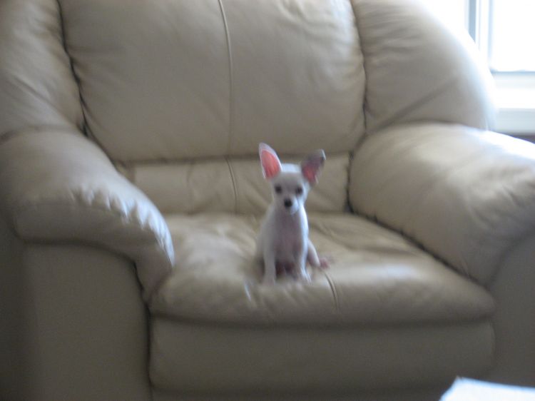 Cooper
