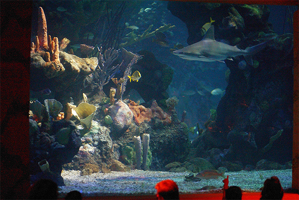 Coral Reef aquarium