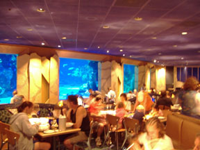 coral reef