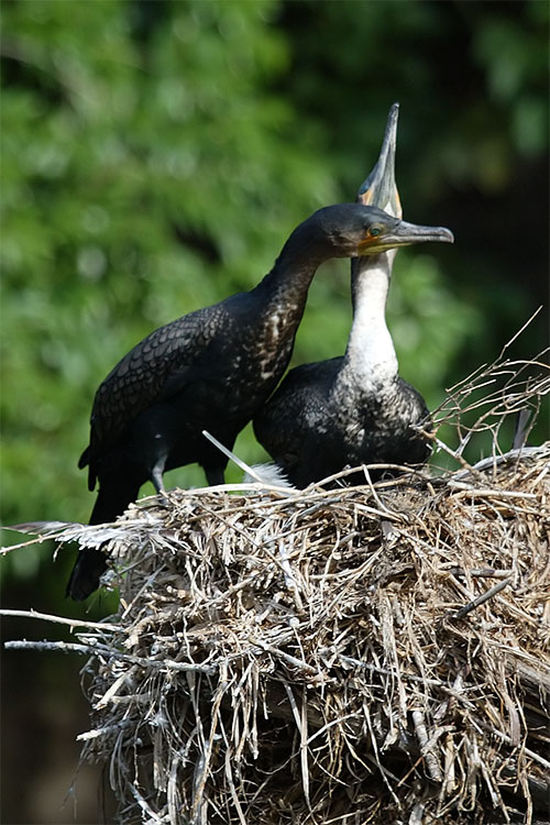 Cormorant love