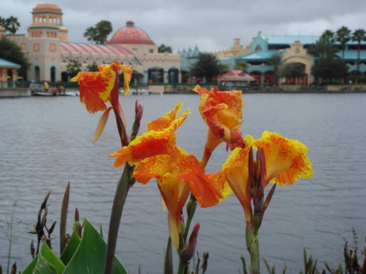 Coronado Springs flowers