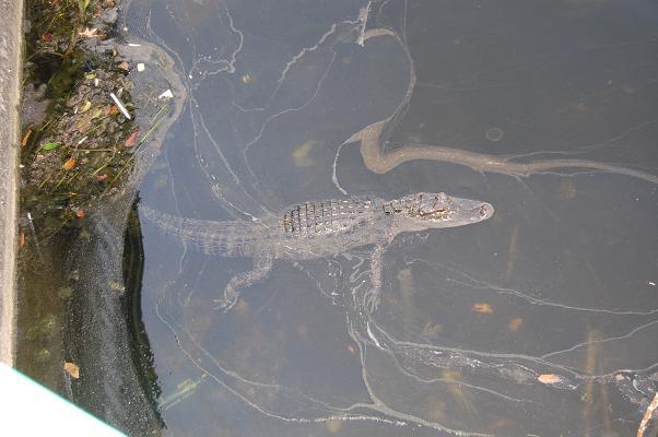 Coronado Springs Gator