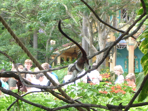 Cotton-top Tamarin