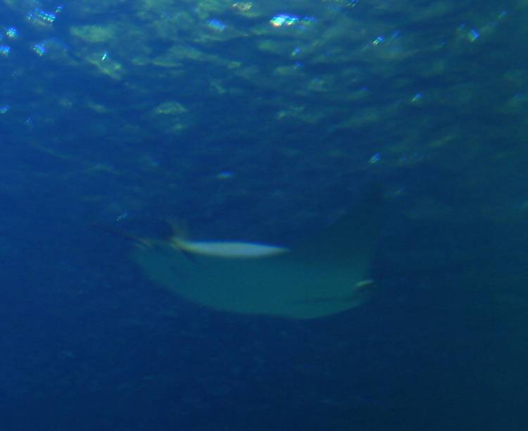 Cownose Ray