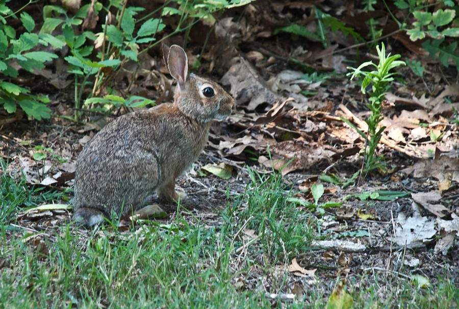 Critter