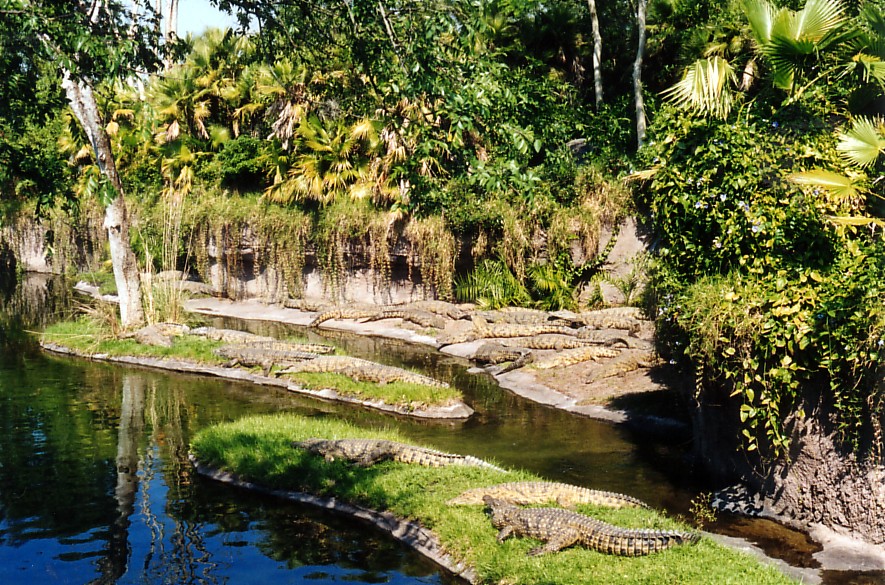 Crocs at DAK