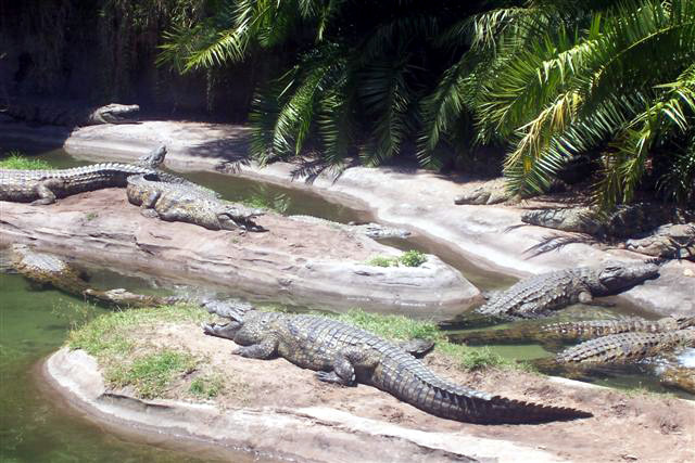 Crocs at DAK