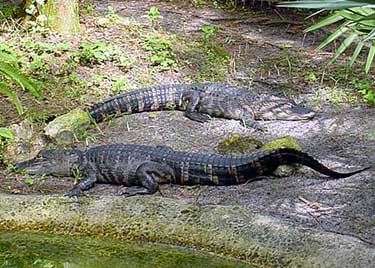 Crocs at Sea World