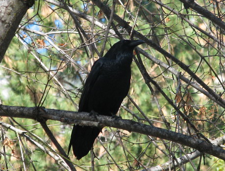 Crow in Yosemite