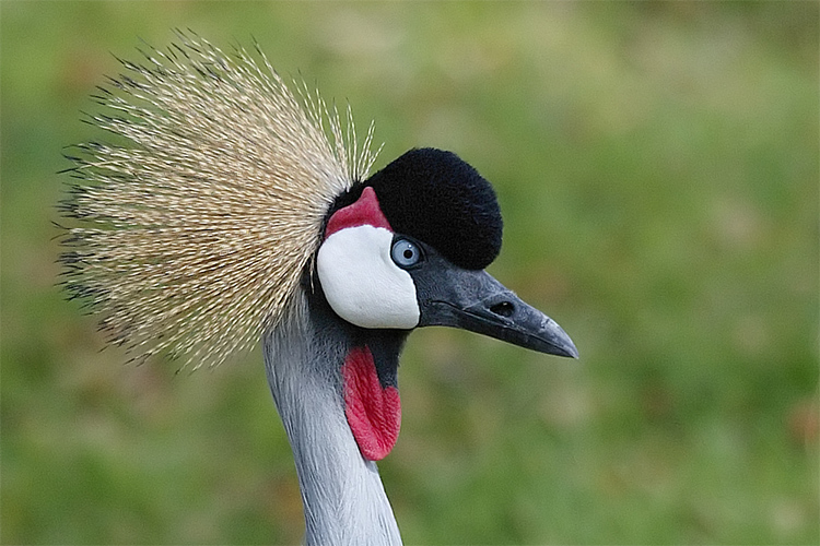 Crowned Crane