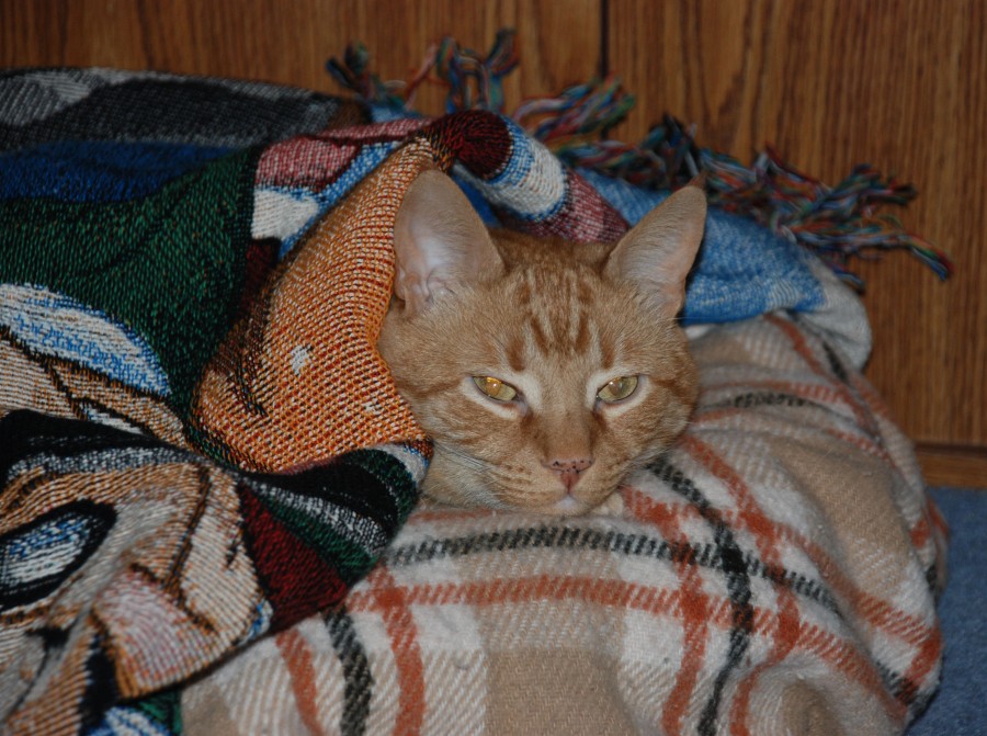 Cuddly_Warm