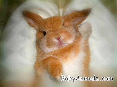 cuddly_wuddly_08