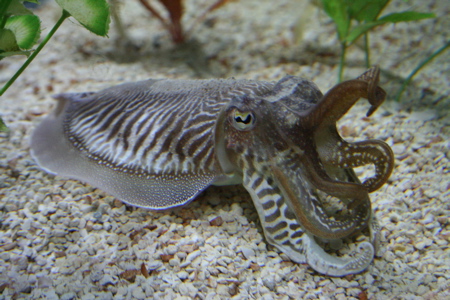 Cuttlefish - The Seas, EPCOT
