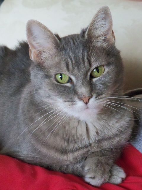 czycatldy1