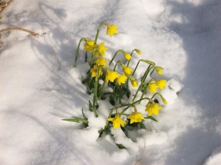 daffodils