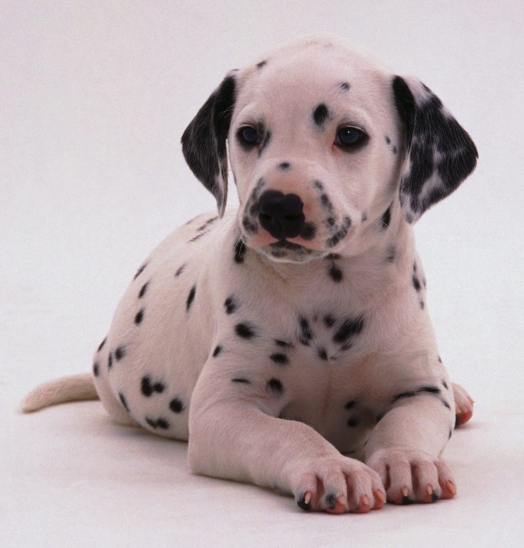 Dalmations