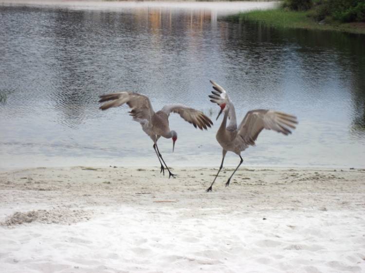 Dance on Beach