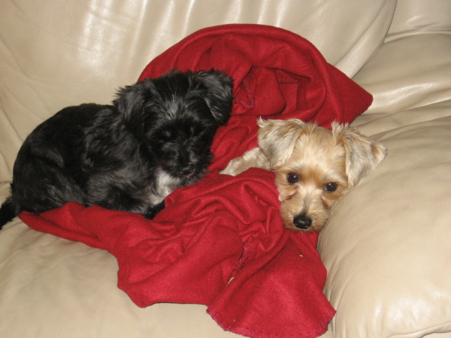 Dapple and Little Dog