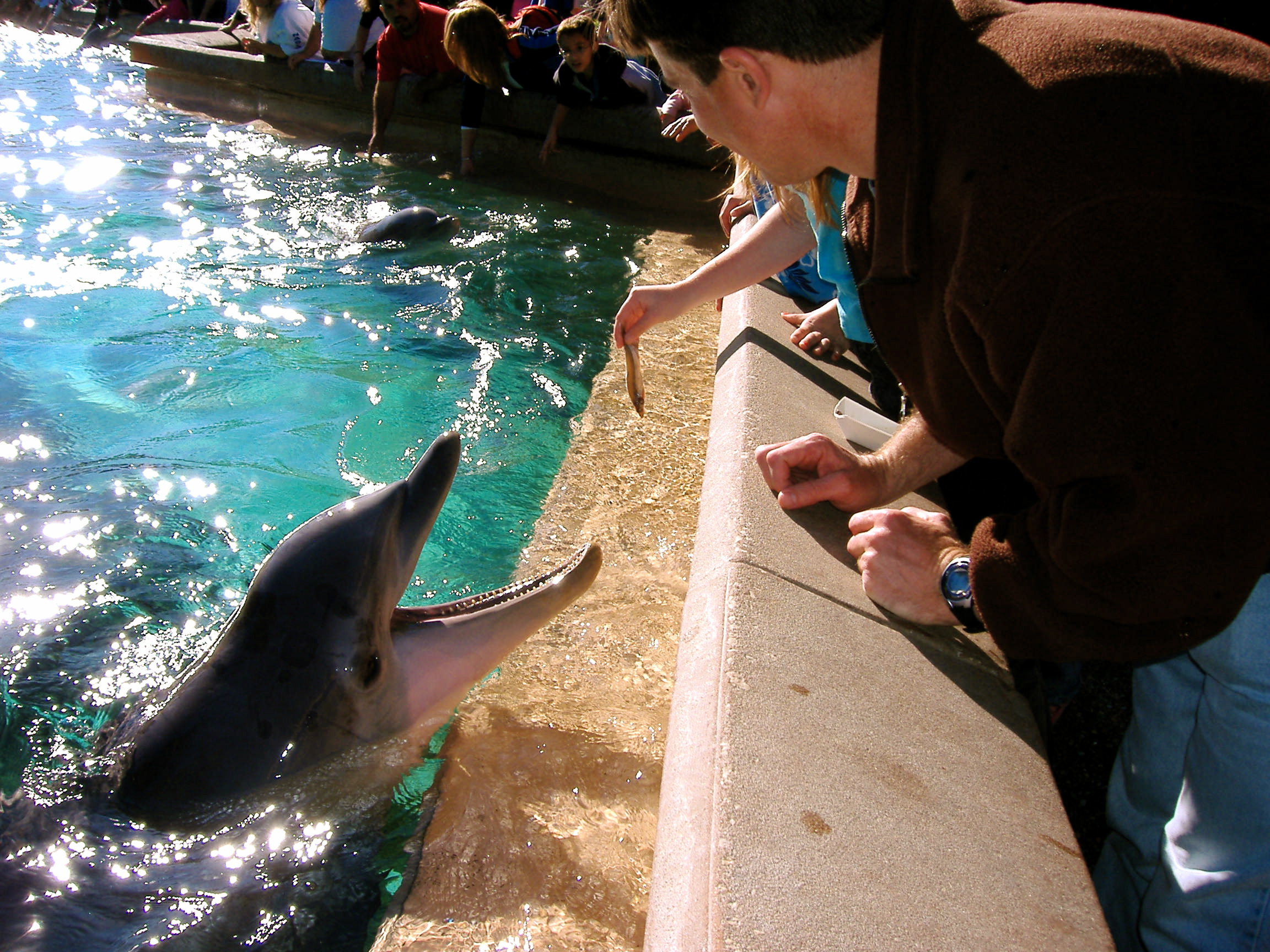 Dave and dolphin