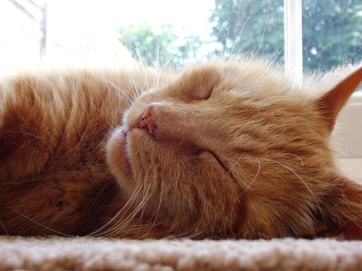 davethecat