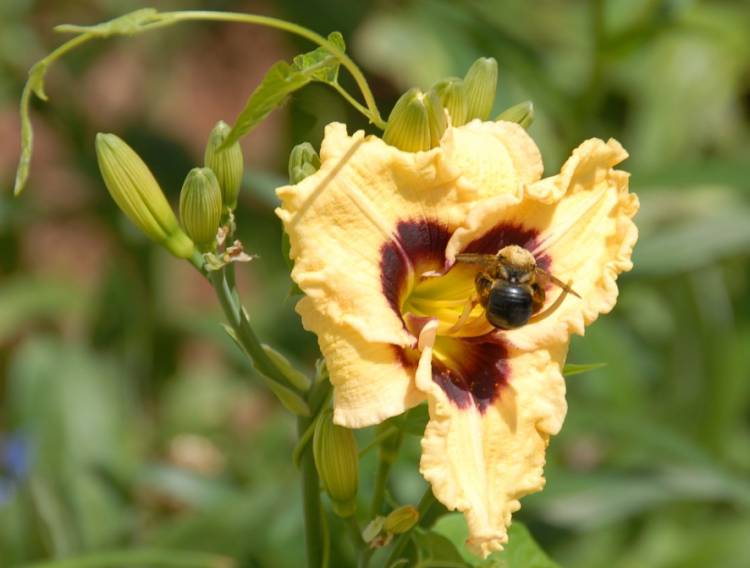 daylily_in_june