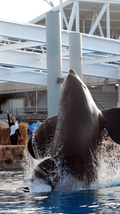 Dine with Shamu