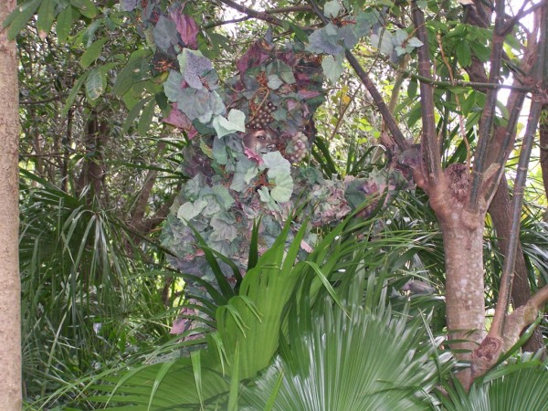 Discovering Devine