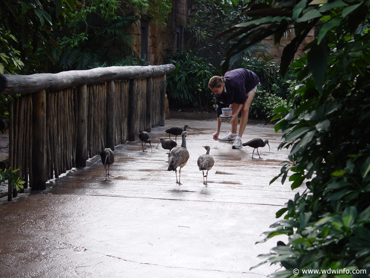 Discovery_Cove_Aviary_03