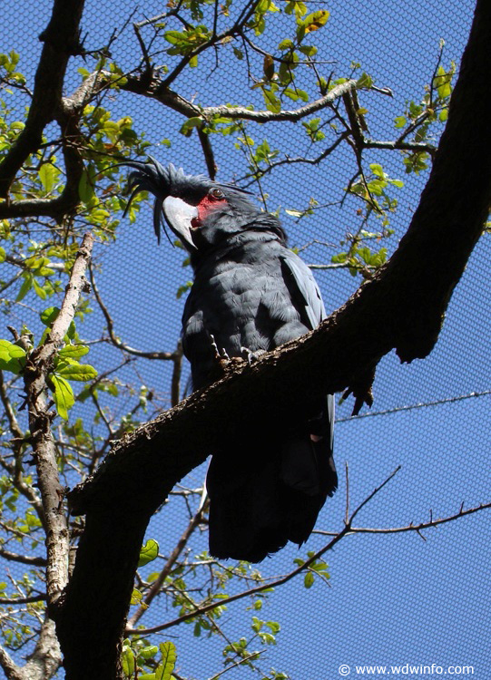 Discovery_Cove_Aviary_04