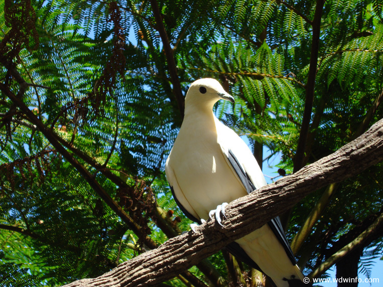 Discovery_Cove_Aviary_05