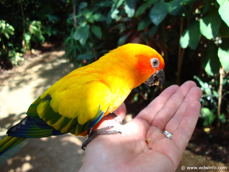 Discovery_Cove_Aviary_06
