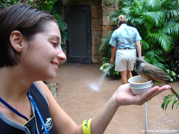 Discovery_Cove_Aviary_11