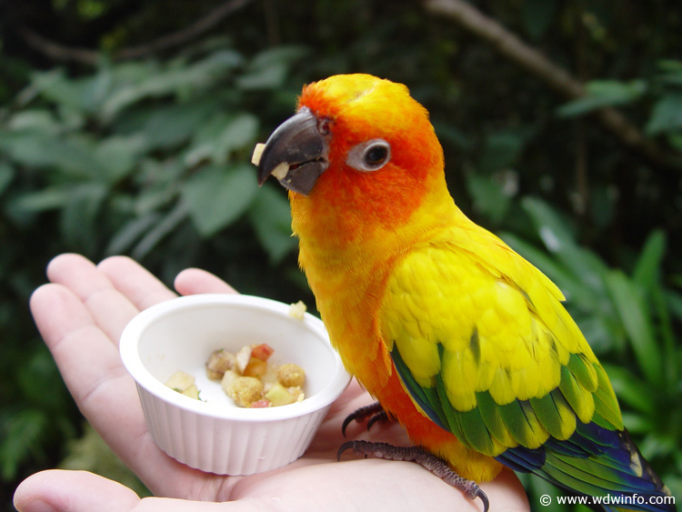 Discovery_Cove_Aviary_15