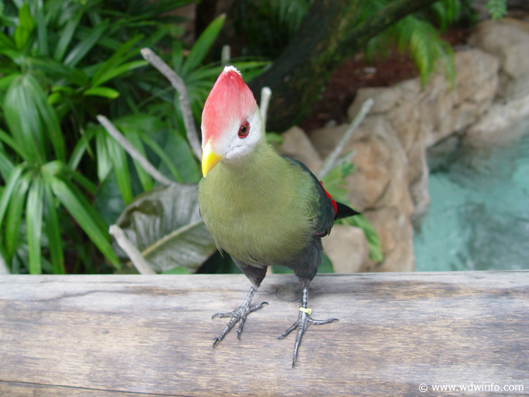 Discovery_Cove_Aviary_18
