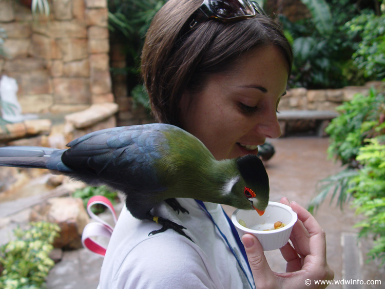 Discovery_Cove_Aviary_19