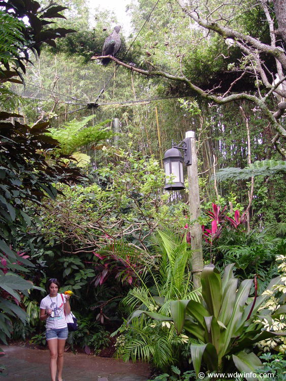 Discovery_Cove_Aviary_20
