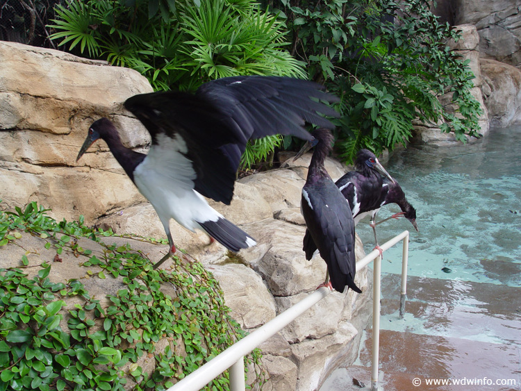 Discovery_Cove_Aviary_23