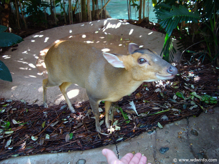 Discovery_Cove_Aviary_26