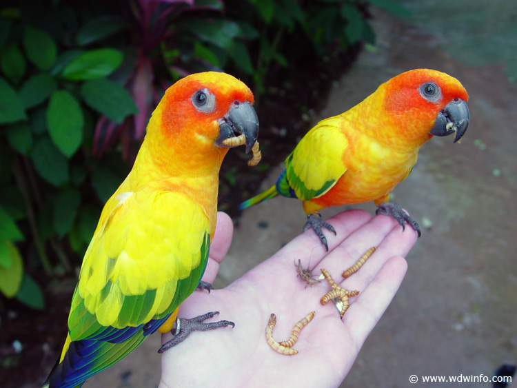 Discovery_Cove_Aviary_28