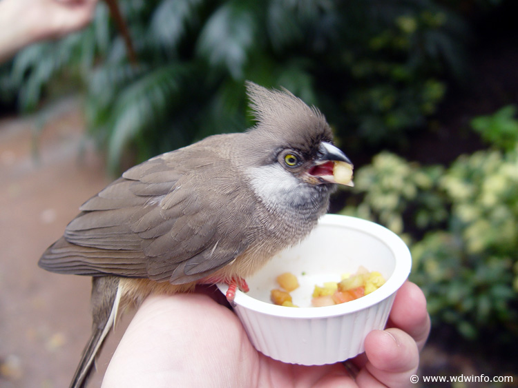 Discovery_Cove_Aviary_31