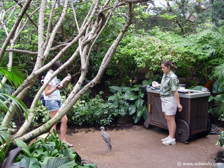 Discovery_Cove_Aviary_32